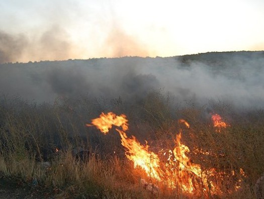 В Гирканском национальном парке вспыхнул пожар