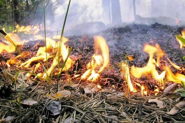 За пять лет в лесах Азербайджана произошло около 200 пожаров